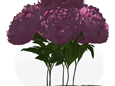 Beautiful Purple Peonies in Clear Glass Vase with Fresh Green Leaves 3d model