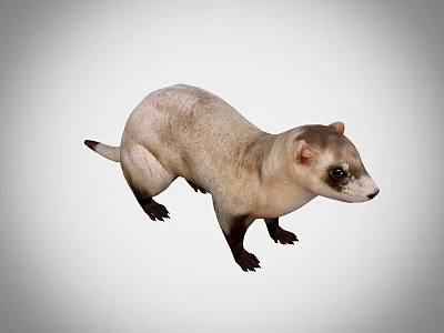 Light Brown Ferret With Dark Legs And Alert Expression On Gray Background 3d model