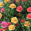 Three Flowering Shrubs With Red Yellow Blooms And White Figure In Landscape Design