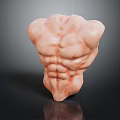 Muscular Torso Model With Well Defined Abdominal Muscles And Chest Muscles
