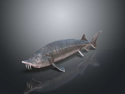 Realistic 3D Rendered Sturgeon Model With Detailed Scales And Long Snout 3d model