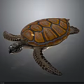 Realistic Orange Brown Patterned Shell Turtle With Spotted Flippers On Dark Background 3d model