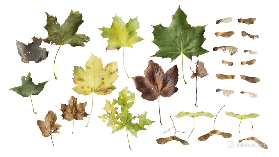 Various Plant Leaves In Green Yellow Brown Colors With Different Shapes Isolated On White Background 3d model 