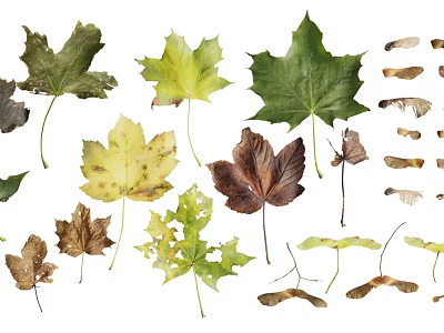 Various Plant Leaves In Green Yellow Brown Colors With Different Shapes Isolated On White Background 3d model