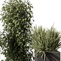 Varied Green Potted Plants In Black Square Pots With Lush Foliage And Different Plant Types