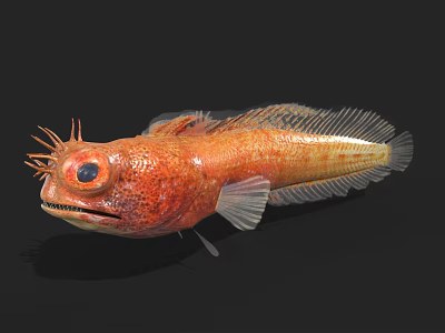 Orange Aquatic Fish With Large Eyes Textured Body And Distinctive Fins 3d model