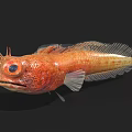 Orange Aquatic Fish With Large Eyes Textured Body And Distinctive Fins