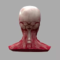 Human Head Skull with Detailed Neck Muscle 3D Anatomy Model