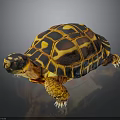 Colorful Tortoise With Yellow And Black Patterned Shell Vibrant Limbs And Head On Dark Background
