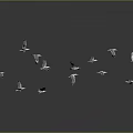 Flock of Seagulls Flying in Dynamic Formation Against Gray Background