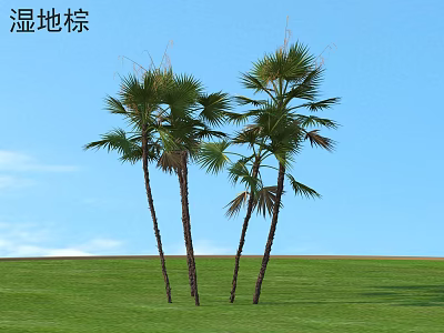 Wetland Palm Trees Standing On Green Grass Under Clear Blue Sky 3d model