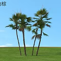 Wetland Palm Trees Standing On Green Grass Under Clear Blue Sky