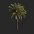 Lush Green Palm Tree With Brown Trunk And Yellow Fruits On Trunk