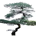 Artistic Pine Tree With Curved Trunk And Lush Green Foliage 3d model