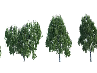 Weeping Willow Trees With Long Hanging Branches And Lush Green Foliage 3d model