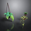 Hanging Green Plant With Large Leaves And Potted Plant On Shelf With Trailing Vines