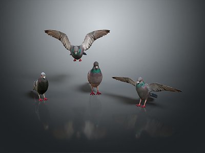 Modern carrier pigeon food pigeon play pigeon racing pigeon racing 3d model