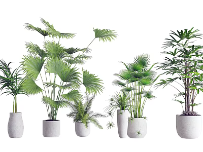 Bonsai Potted Plants with Various Green Leafy Plants in White Ceramic Pots for Home Decoration 3d model