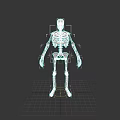 Human Skeleton 3D Model in Standing Pose Against Black Background 3d model
