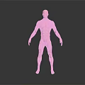 Detailed Medical Device 3D Human Muscle Anatomy Model For Educational Demonstration