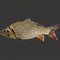 Scaled Brown Fish With Orange Fins Isolated On Dark Background With Reflection