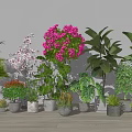 Indoor Bonsai Potted Plants With Pink White Flowers Green Leaves In Pots On Wooden Floor