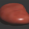 Glossy Red 3D Anatomical Kidney Model for Medical Education and