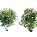 Different Types of Garden Shrubs with Lush Green Leaves and Pink Flowers