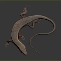 Detailed Brown And Orange Lizard With Long Tail On Black Background 3d model