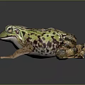 Green Brown Spotted Frog With Detailed Skin Texture And Extended Legs On Dark Background