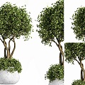 Nordic potted plants indoor potted potted trees outdoor cement potted plants trees potted trees green plants 3d model