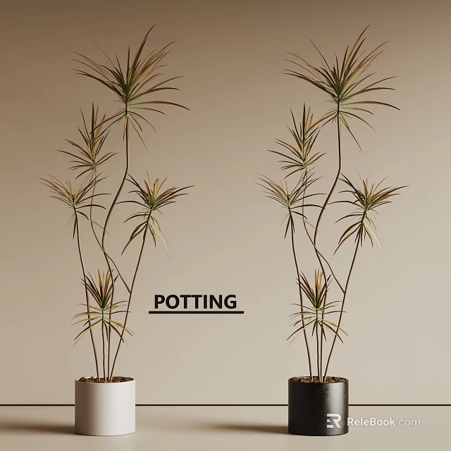 Elegant Tall Potted Bonsai Plants With White And Dark Ceramic Pots For Indoor Decoration 3d model 