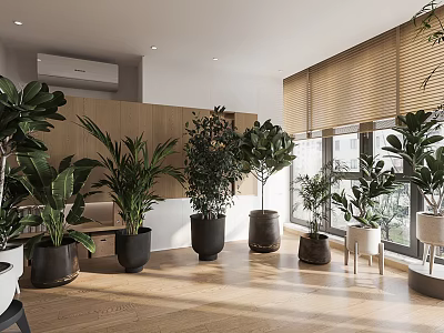 Indoor Bonsai Potted Plants In Various Sizes And Types On Wooden Floor With Natural Light 3d model