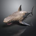 Grayish Brown Spotted Shark Model With Open Mouth Sharp Teeth On Dark Background With Reflection