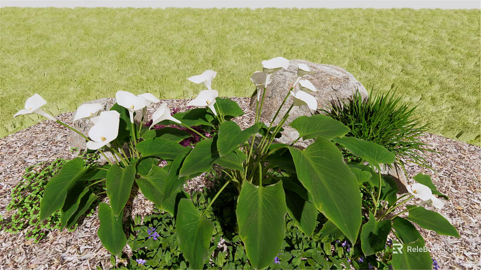 White Calla Lilies with Large Green Leaves Near Stone Grass and Small Purple Flowers 3d model 