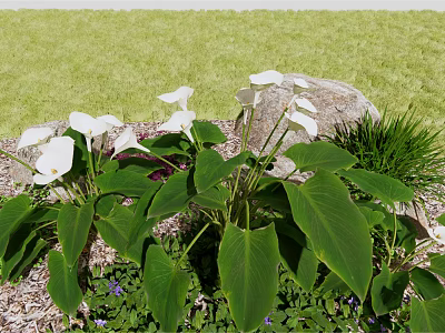 White Calla Lilies with Large Green Leaves Near Stone Grass and Small Purple Flowers 3d model