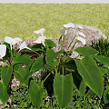 White Calla Lilies with Large Green Leaves Near Stone Grass and Small Purple Flowers