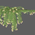 Hanging Green Vine With Lush Leaves And White Small Flowers For Natural Decoration