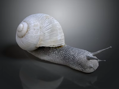 White Shelled Snail With Spiral Texture Gray Body And Tentacles On Dark Background 3d model