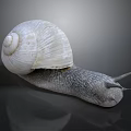 White Shelled Snail With Spiral Texture Gray Body And Tentacles On Dark Background