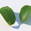 Two Fresh Green Leaves With Visible Veins On White Background