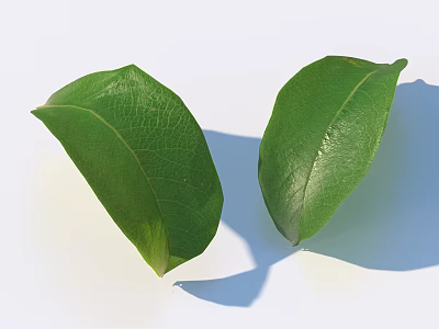 Two Fresh Green Leaves With Visible Veins On White Background 3d model