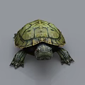 Detailed Reptile Turtle With Green Shell Patterns And Scaly Limbs On Gray Background 3d model