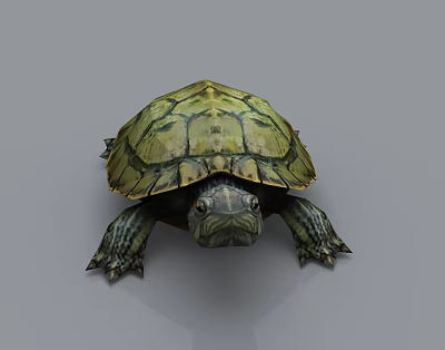 Modern Turtle 3d model