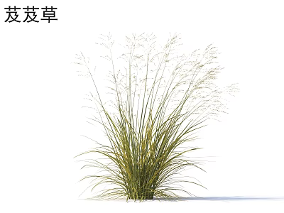 Achnatherum splendens tall grass with feathery plumes growing in natural environment setting 3d model