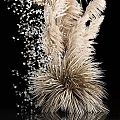 Golden Feather Like Flower Ornamental Decor Set With Small Particle Embellishments On Black Background