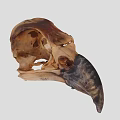 Detailed Bird Skull Skeletal Structure Featuring Beak And Cranial Details