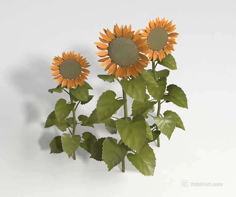 Three Vibrant Sunflowers With Fresh Green Leaves And Tall Stems On White Background 3d model 
