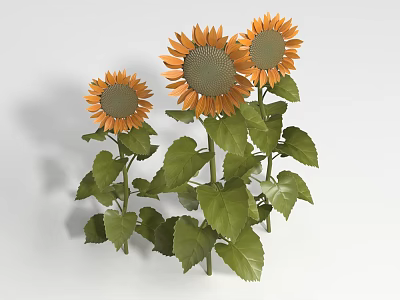 Three Vibrant Sunflowers With Fresh Green Leaves And Tall Stems On White Background 3d model