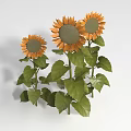 Three Vibrant Sunflowers With Fresh Green Leaves And Tall Stems On White Background